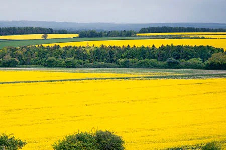 Why I use rapeseed wax for my candles (and why you may want to switch, too!)
